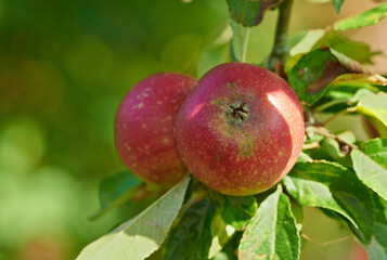 Apple harvest, nature and fruit in nature outdoor on countryside with farming plant produce. Fruits, red apples and green leaf on a tree outside on a farm for agriculture and sustainable production