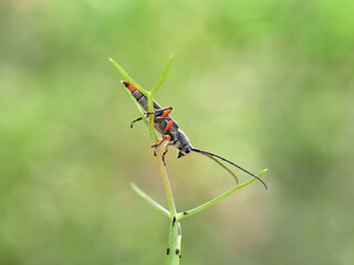 Longhorn Beetles. Family Cerambycidae. Phytoecia rufipes