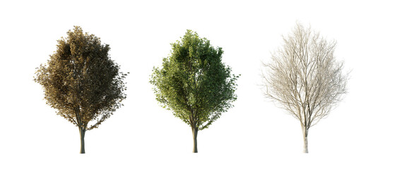 isolated cutout tree Ulmus minor in 3 different season option,summer,autumn, winter, best use for...