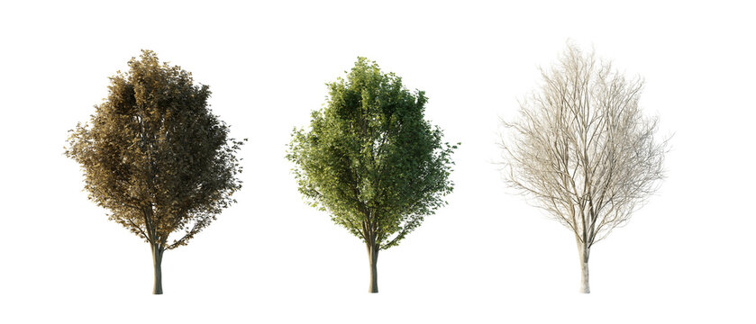 isolated cutout tree Ulmus minor in 3 different season option,summer,autumn, winter, best use for landscape design, and post pro render