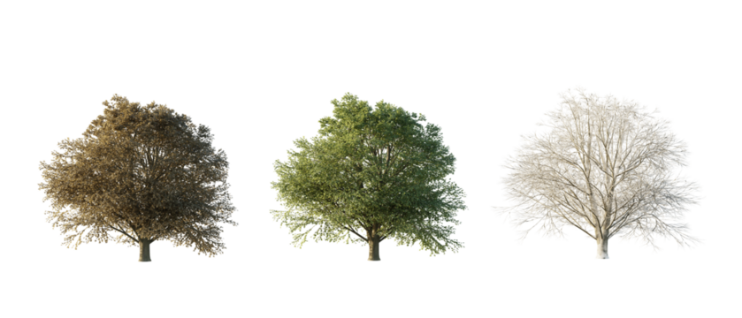 isolated cutout tree Tilia Europaea in 3 different season option,summer,autumn, winter, best use for landscape design, and post pro render