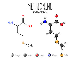 Methionine amino acid representation. Skeletal formula and 2d structure illustration, isolated on white background. Vector editable
