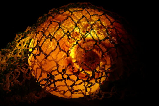 Lumaca dorata illuminata dall'interno avvolta in rete da pesca