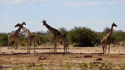 Giraffe in freier Natur, Namibiagiraffe