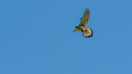 R&uuml;ttelflug Turmfalke