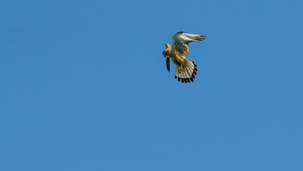 R&uuml;ttelflug Turmfalke