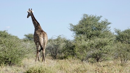 Naklejka na ściany i meble Giraffe in freier Natur, Namibiagiraffe