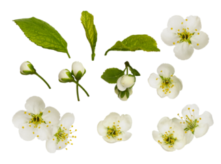 Fresh flowers and leaves of prunus tree isolated on white or transparent background