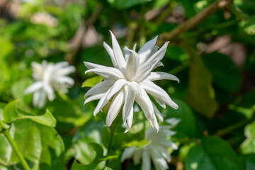 Arabian jasmine or Sambac jasmine Scientific name – Jasminum sambac flowers in the garden