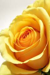 rose, flower, nature, love, beauty, closeup, valentine, garden, flowers