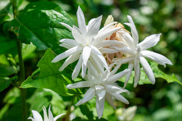 Arabian jasmine or Sambac jasmine Scientific name – Jasminum sambac flowers in the garden