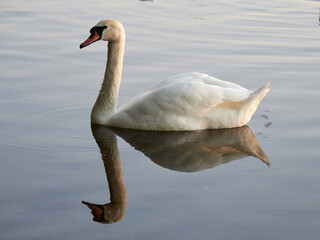 Swan and its reflection at sunset