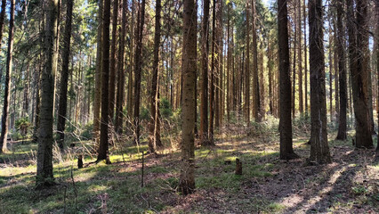 Obraz premium forest in autumn
