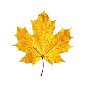 Yellow maple leaf isolated on transparent background, created with generative AI