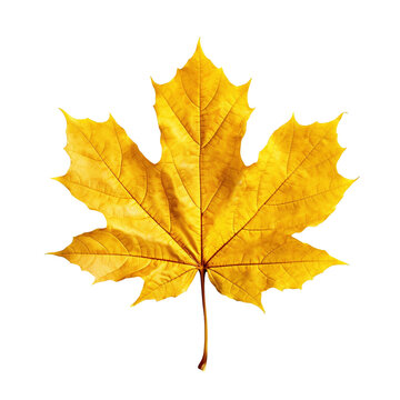 Yellow maple leaf isolated on transparent background, created with generative AI