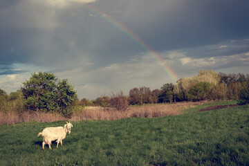 A textured white goat grazes on a lush green meadow with a rainbow in the background. A green meadow with juicy grass on which a white goat grazes and a rainbow in the background.