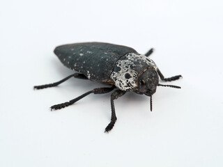 Flat headed Root Borer. Capnodis tenebrionis. Black beetle on a white background. 