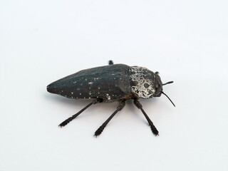 Flat headed Root Borer. Capnodis tenebrionis. Black beetle on a white background. 