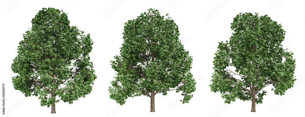 Wall mural acer platanoides trees on transparent background, 3d render illustration.