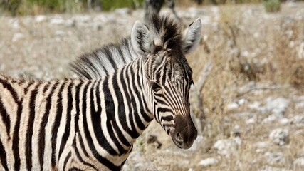 Fototapeta premium Wilde Zebras in Namibia