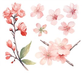 set of beautiful flowers watercolor flowers pink cherry blossom collection cherry blossom branch