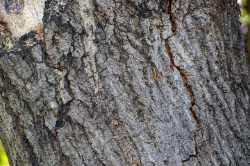 dry tree bark texture background, Bark texture background