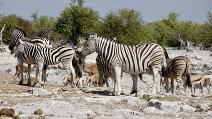 Obraz na płótnie Canvas Wilde Zebras in Namibia