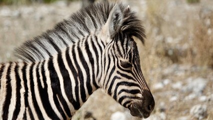 Wilde Zebras in Namibia