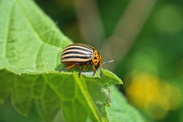 one striped colorado beetle sits on a green leaf of nettle in nature
