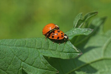 two small red black ladybugs on a green leaf of a plant in nature