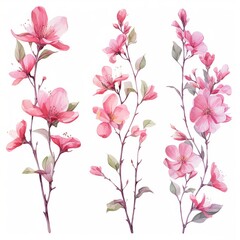 set of beautiful flowers watercolor flowers pink cherry blossom collection pattern with pink flowers