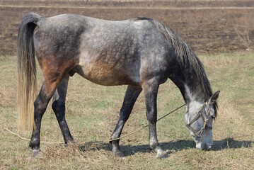 one big gray horse stands and eats grass outdoors in a meadow