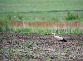Obraz na płótnie Canvas White stork walking in a plowed field and looking for food. A blurred meadow in the background.