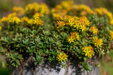 Yellow flowers of hardy rockrose in a pot.