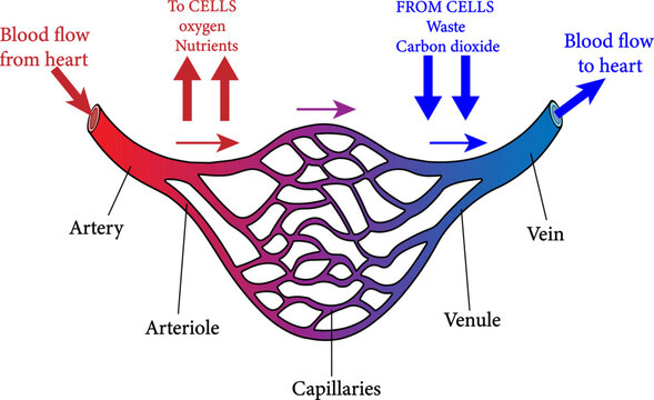 vector illustration of f the structure of blood vessels