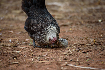 Gamecocks Thailand beautiful walk in the farm