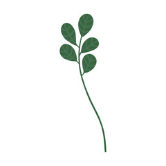 plant isolated on white background