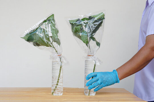 Close up  hand wears blue glove, holds bottle of sample plants in science experiment about transpiration of plants.  Concept, Science subject activity. Observing and analysis transpiration of plants.
