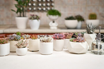 Echeveria Succulent house plant in a pot and other potted house plants on a table