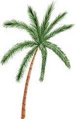 palm tree isolated on white clipart.coconut tree summer watercolor element.