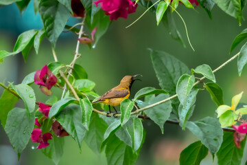 close-up of olive-backed sunbird perching on plant
