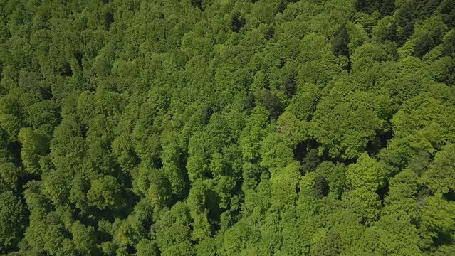 Drone flies over a green Carpathian forest with a view of the Bucegi National Park. Busteni, Prahova, Romania.
