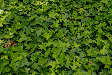 Obraz premium Photo of dark moody green leaves texture background with nice pattern. Clean environment. Organic natural background.