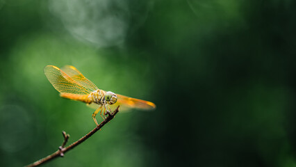 A dragonfly perched on a tree branch and nature background, Selective focus, insect macro, Colorful insect in Thailand.