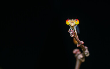 A orange damselfly perched on a tree branch and nature background, Selective focus, insect macro, Colorful insect in Thailand.