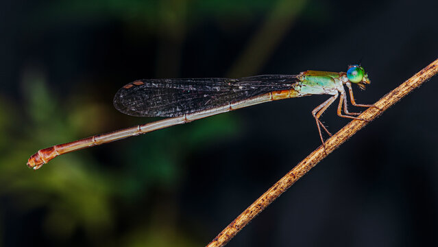 A colorfull damselfly perched on a tree branch and nature background, Selective focus, insect macro, Colorful insect in Thailand.