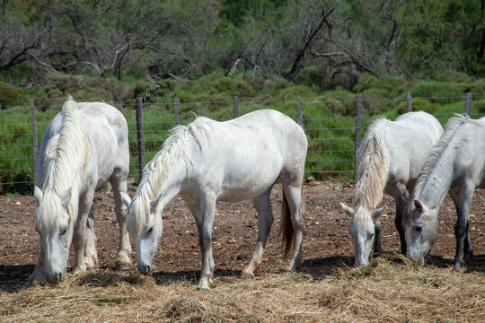 horse and bull breeding Saintes Maries de la Mer in the Camargue mouth of the rhone france