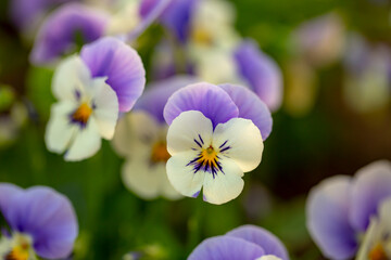Fototapeta premium Close up photo of Pansy flower and blurred background.
