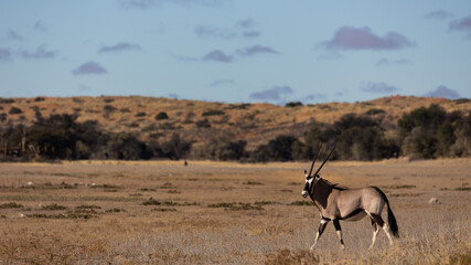 an oryx in the wild