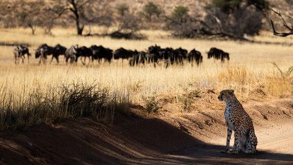 a cheetah watching a herd of blue wildebeest